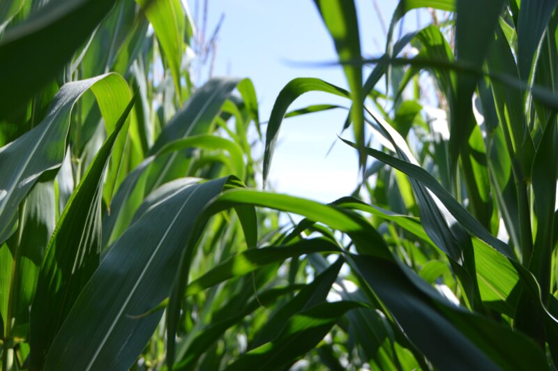 Prospects for a Bioeconomic Strategy