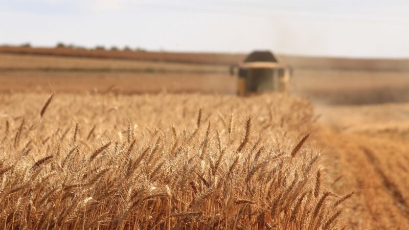 Agrargüter: Bei Export-Restriktionen droht enormer Schaden