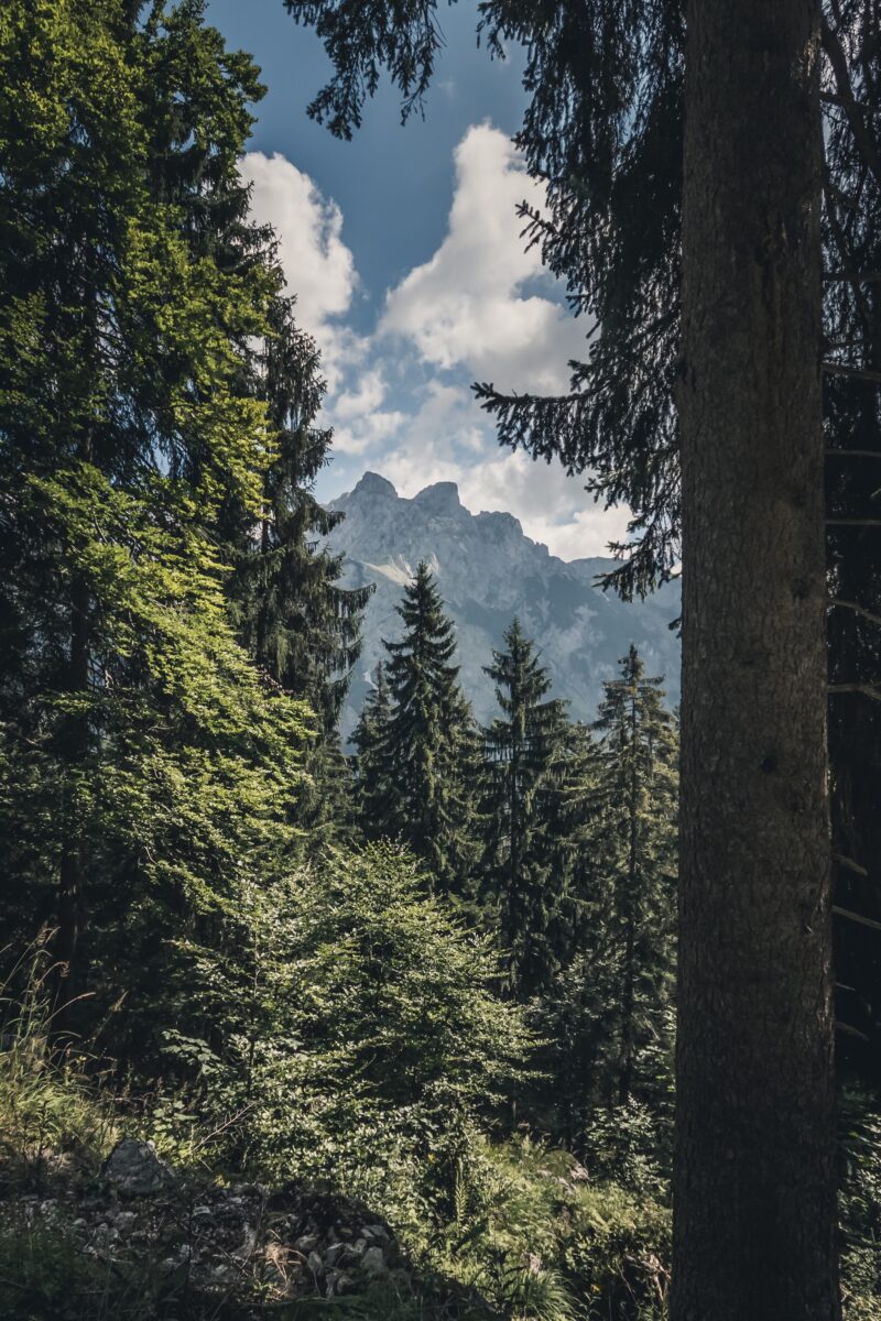 Forst- und Holzwirtschaft in Österreich