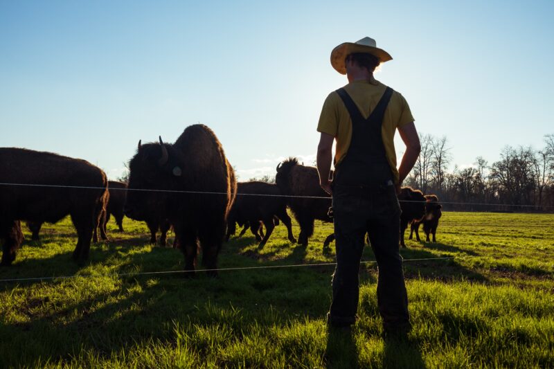 Digitalization and Livestock Farming: A Study of Productivity Growth Factors