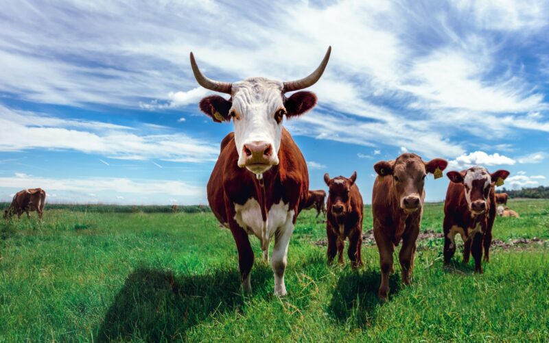 Beef Trade and the Mercosur Free Trade Agreement